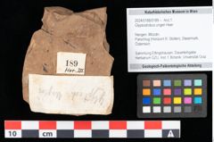 Foto (Objekt + Etikett) von Glyptostrobus ungeri Heer (NHMW-GEO-2024-0188-0189)